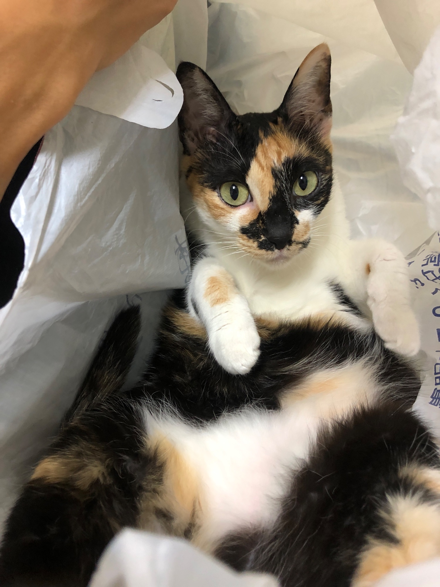 Meow